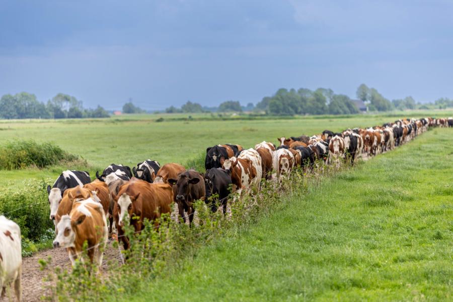 De veehouders hechten veel waarde aan goed beenwerk. Dat is niet voor niets; het verste weideperceel ligt op ruim twee kilometer afstand van de stal