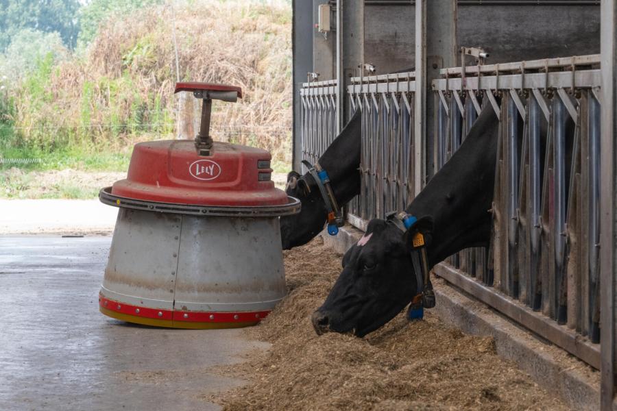 lely juno