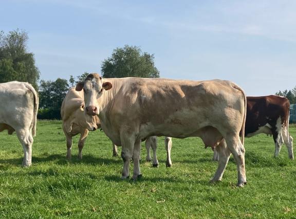 Atsje 21 werd geboren op 18 augustus 1996 en is daarmee, voor zover bekend, de oudste koe van Nederland