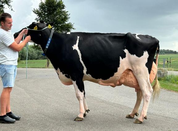 De Witboom Greet 101 (v. Prizewinner) produceerde in 5 lactaties al 85.000 kg melk