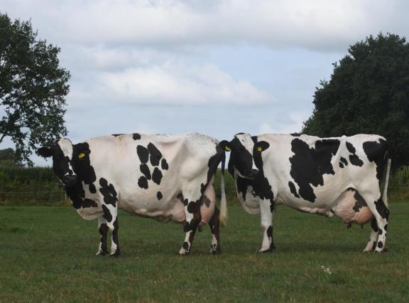 Moeder Evertje 229 (16 jaar) en dochter Evertje 231 (13 jaar) produceerden beide meer dan 10.000 kg vet en eiwit en zijn nog zeer vitaal en productief