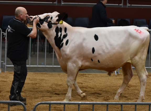 De hoogste stierenprijs in Osnabrück van 6400 euro was voor een zoon van Genius  (foto: OHG)