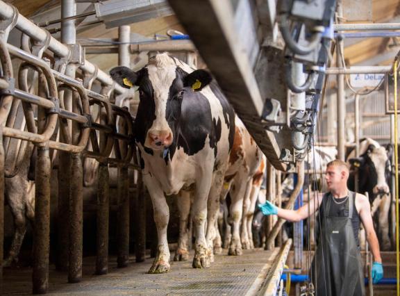 Ondanks de kelderende melkprijs is het jaargemiddelde nog weinig veranderd