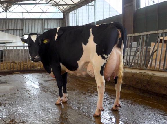 De fraaie Topcross Anna 267 sluit perfect aan bij de fokkerijvisie van de familie Jacobi