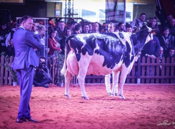 De Nederlandse Southland Dem Dellia 92 won twee jaar geleden de reservetitel in de seniorklasse (foto: Guillaume Moy)