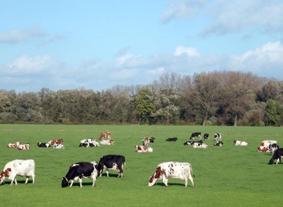 Bij nog volop weidegras produceren de koeien geen topproducties, maar wel goedkope liters