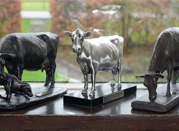 Zwitserse veehouders krijgen een premie van 200 euro voor iedere koe met minimaal zeven afkalvingen