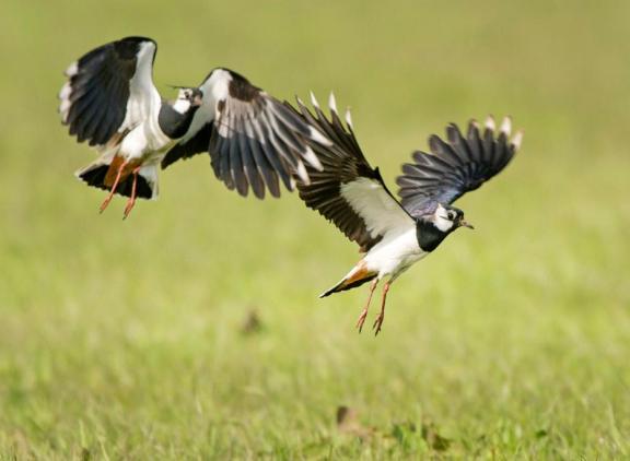 De brochure ‘Winst & Weidevogels’ beschrijft maatregelen die weidvogels actief helpen en direct toepasbaar zijn in de normale bedrijfsvoering