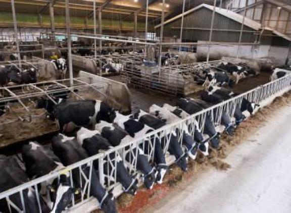 Bedrijven met meer dan 250 melkkoeien realiseerden een lagere melkprijs en hogere voerkosten