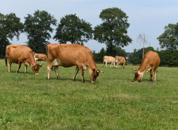 Bij kurzrasen eten koeien alleen de nieuwe topjes, waar veel energie en eiwit in zit