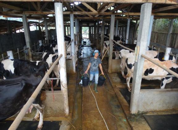 Zeker tienduizenden en vermoedelijk miljoenen Indonesische runderen zijn besmet met mond-en-klauwzeer