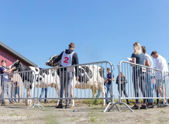 Het NK veebeoordelen voor studenten vond dit jaar plaats in Biddinghuizen bij de familie Van de Vliert (foto: Koeienfotos.nl)