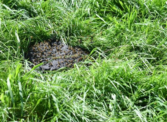 Er is nog veel onbekend over de effecten van resten van gewasbeschermingsmiddelen in mest op insecten en weidevogels