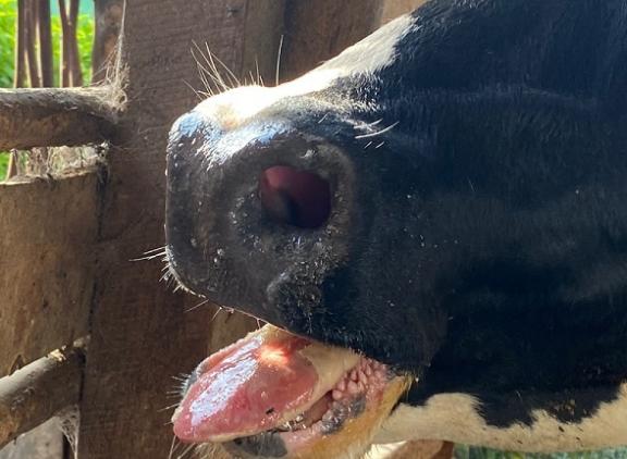 Besmette koeien kunnen nauwelijks eten door blaren op hun tong (foto: Nsereko G Brian)