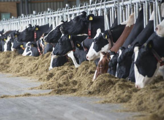 Op 44 procent van de Belgische melkveebedrijven werd meer dan 500.000 liter melk geproduceerd in 2021