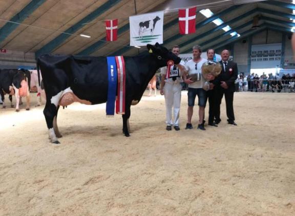 Een naamloze dochter van VH Master won de titel Miss Holstein (foto: Dansk Holstein)