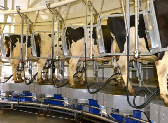 Ondanks de hoge melkprijzen gaat de melkproductie in Nederland niet omhoog, maar zelfs iets omlaag ten opzichte van vorig jaar