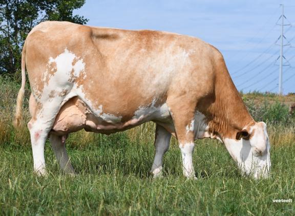 Finaliste Lucia 103 produceerde al ruim 84.000 kg melk