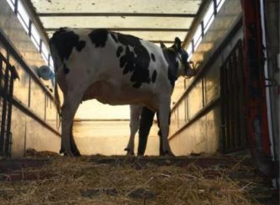 Import van dieren vergroot de kans op insleep van Leptospirose