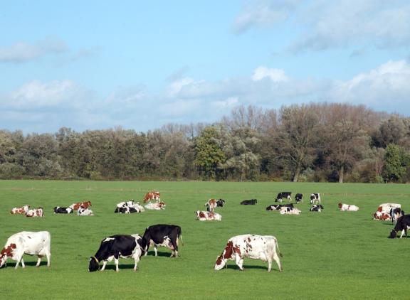 Weidende koeien moeten nu meer moeite doen om voldoende kilo’s droge stof op te nemen