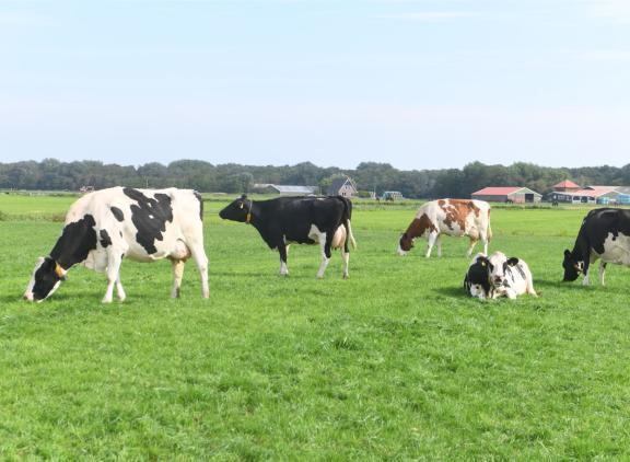 In 2022 deden bijna evenveel melkveebedrijven aan weidegang als in 2021