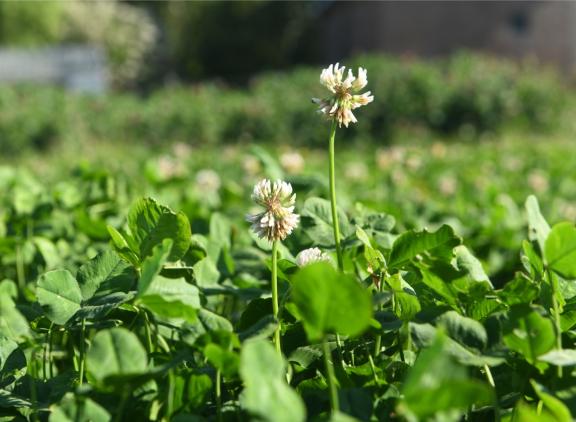 De teelt van grasklaver kan een goede bijdrage leveren aan duurzame eiwitproductie