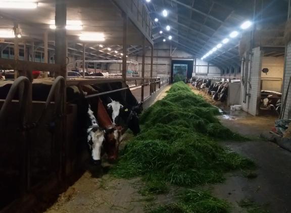 In de week voor kerst voert Erik van Oosterhout zijn koeien nog vers gras