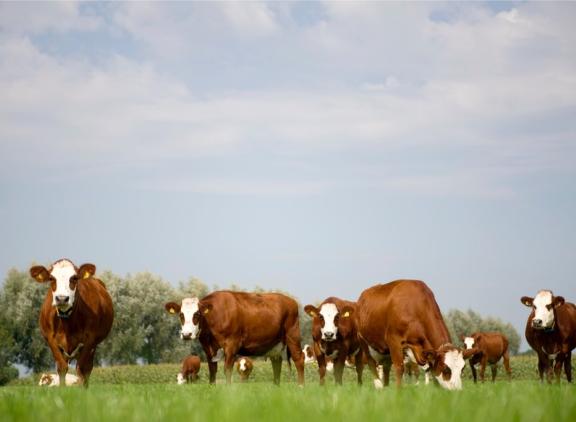 Biologische melkveebedrijven hebben een lager stikstofoverschot dan gangbare melkveebedrijven 