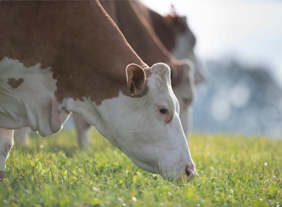 Weiden van koeien zorgt voor een lagere uitstoot van lachgas