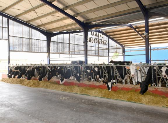 Na jarenlang uitbreiden richt de Spanjaard Angèl Ballesteros nu zijn focus op melkproductie
