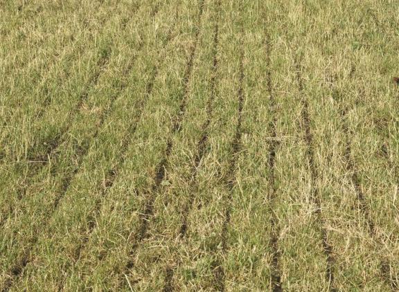 Mest uitrijden op droog grasland heeft volgens De Weideman geen zin en kan zelfs schadelijk zijn