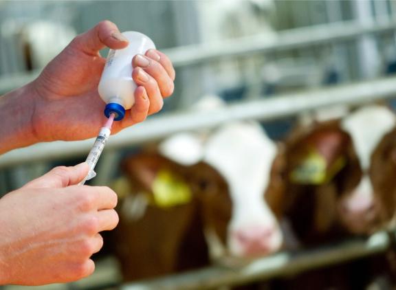 Al sinds 2014 schommelt het aantal dierdagdoseringen in de melkveesector rond de 2,3