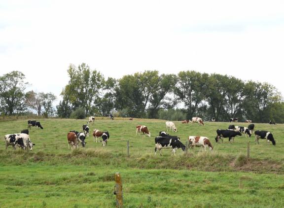 In Vlaanderen lag het aantal biologische melkkoeien in 2022 naar schatting op 3500