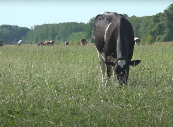 In steeds meer Nederlandse weilanden zijn kruiden te vinden