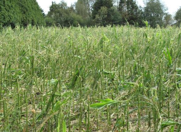 KWS: Wat te doen bij schade door hagel in maïs?