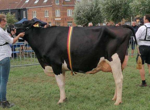 Algemeen kampioene zwartbont in Wulpen: Kemdale Sidekick Sweetie (foto Kemdale Holsteins)