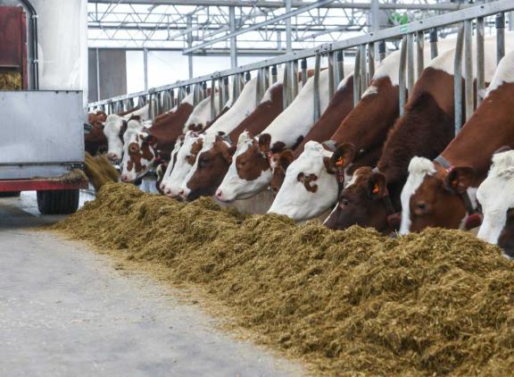 Het ruweiwitgehalte in melkveerantsoenen lijkt in 2023 op 165 gram per kilo droge stof uit te komen