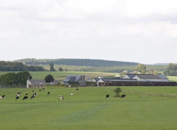 De zwartbonte Waalse mpr-koeien tekenden in 2022 voor een lactatieproductie van 9.517 kg melk met 4,12% vet en 3,39% eiwit in 354 dagen
