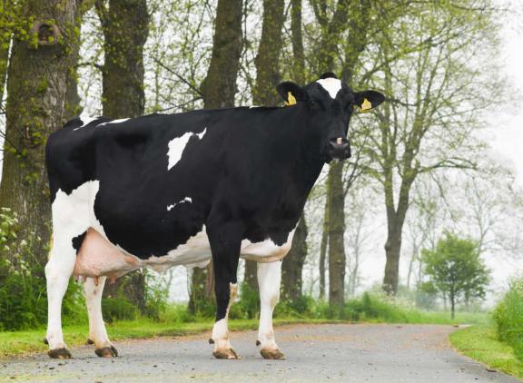 De excellente Sjoukje 629 is een van de koeien die het certificaat voor Sterkoe 3 verdiende