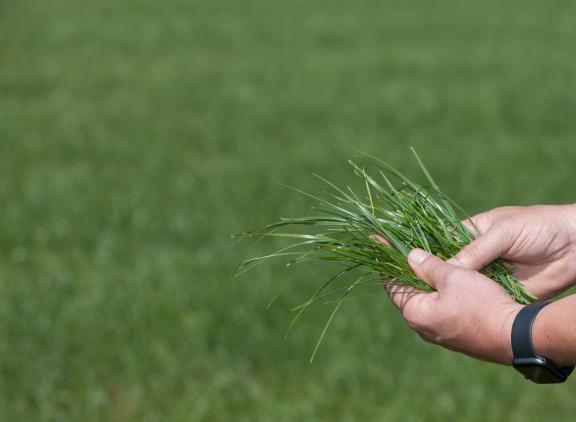 Uit bijna 1400 grasmonsters is het jaarlijkse verloop van de voederwaarde van gras opgemaakt