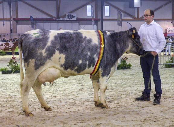 De jonge koe 1269 Ter Vaeren van Koen en Walter Vanacker was een van de nationale kampioenen van het Belgisch witblauw mixte ras