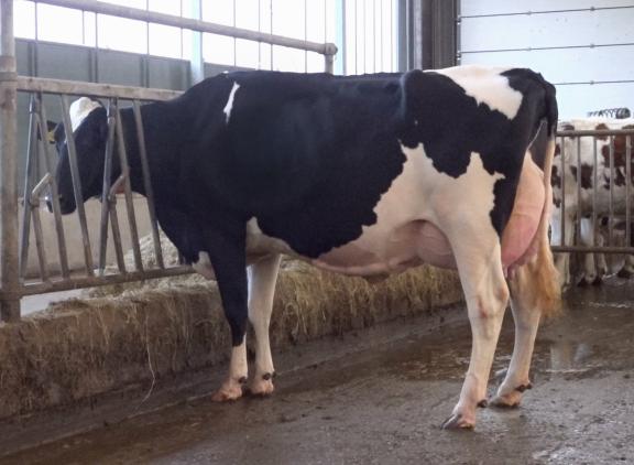 Topcross Janice 1 produceerde tot nu toe ruim 55.000 kg melk