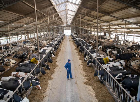 Van Vilsteren melkt zeshonderd koeien in het Groningse Oostwold