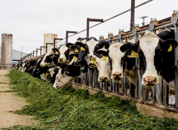 In vier jaar tijd kromp de Amerikaanse markt voor rietjes van melkveestieren met 3,7 miljoen doses