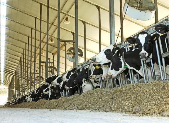 Voor het eerst is er vogelgriep vastgesteld op melkveebedrijven in de VS