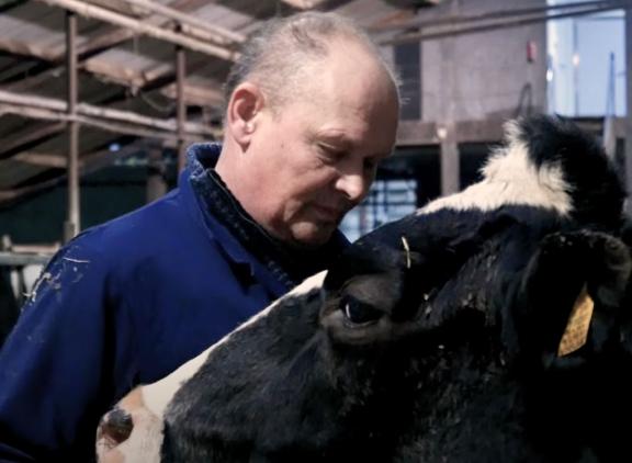 Piet Grin geeft een van zijn koeien een knuffel