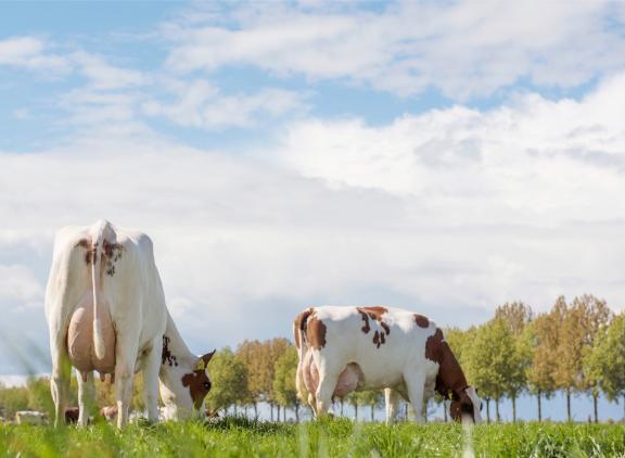 Mrij-koeien hebben genetisch gemiddeld meer veerkracht dan holsteinkoeien