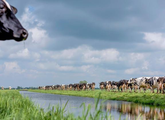 Koeien met een hoge genetische aanleg voor veerkracht produceren stabieler, zijn gezonder en hebben een langere levensduur.