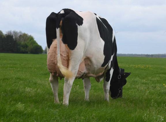Drouner Ria 1420 produceerde inmiddels meer dan 53.000 kg melk met 3,79% eiwit