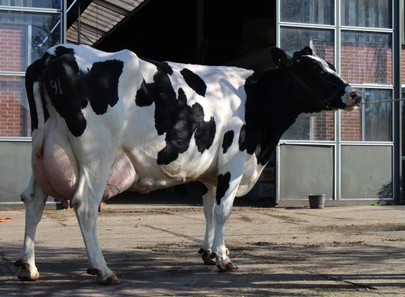Coba 109 (v. Big Winner) produceerde al bijna 100.000 kg melk